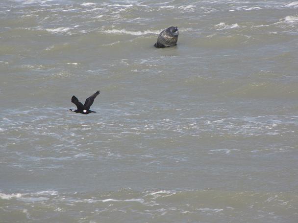 Cormorano